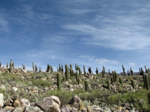(not so) little cacti on a hillside, Tilcara, Argentina.